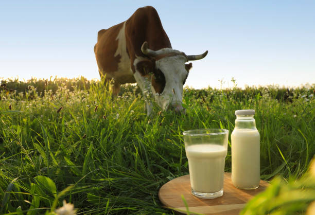 Trace the Milk
